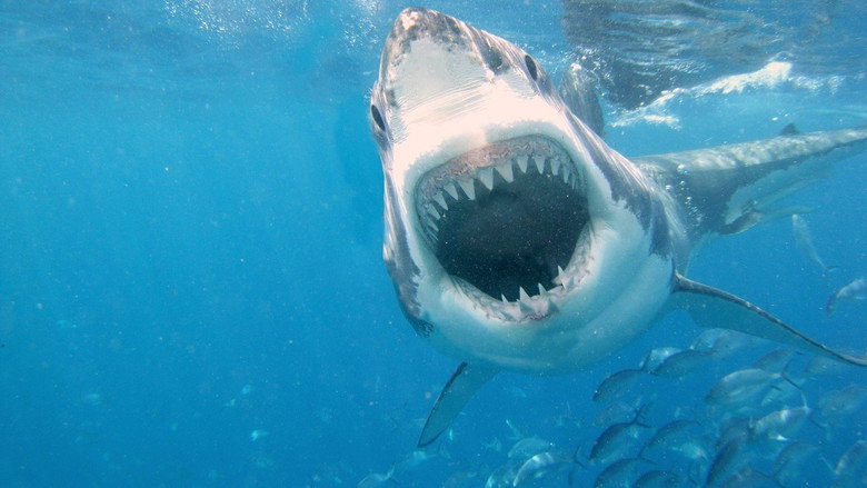 When Sharks Attack backdrop 9