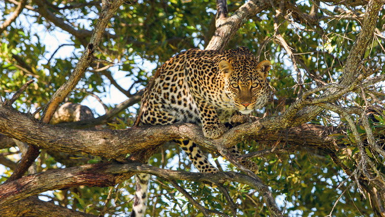 The Leopardess backdrop 5