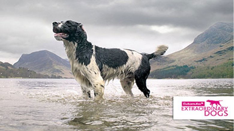 Perros Extraordinarios