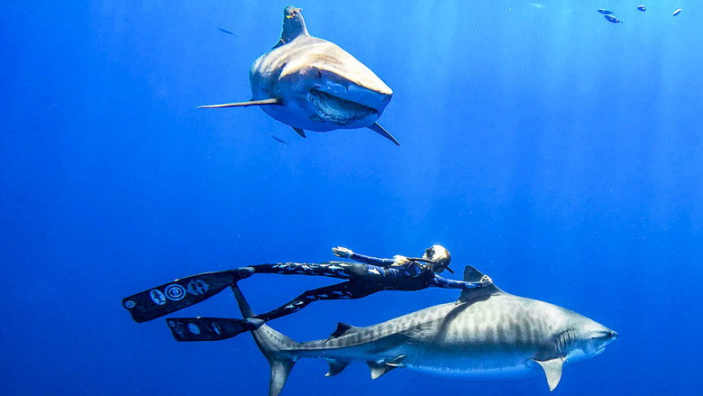 Saving Jaws backdrop 3