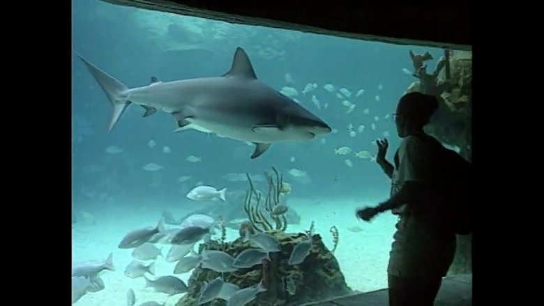 Shark Encounters