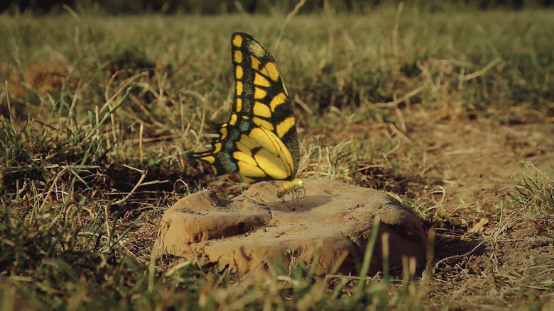 A butterfly's nightmare