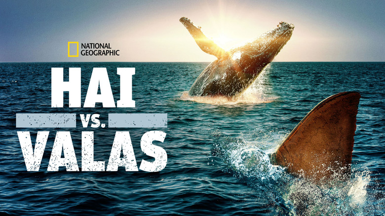 Shark Vs. Whale backdrop 9