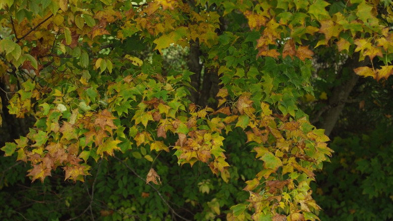Little Forest: Summer/Autumn backdrop 9