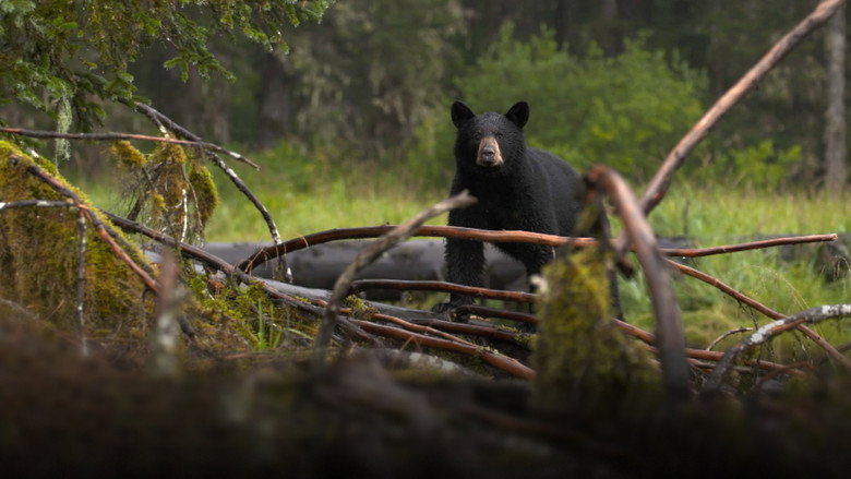 Alaska's Grizzly Gauntlet backdrop 6