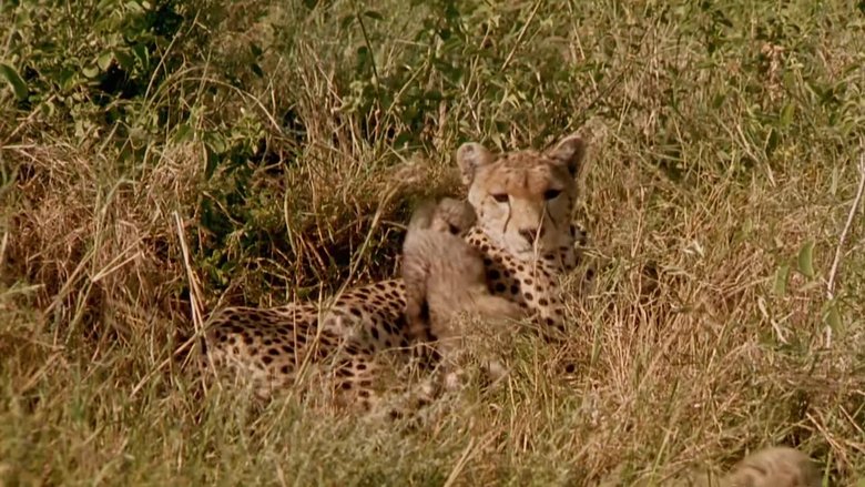 If I Were a Lynx