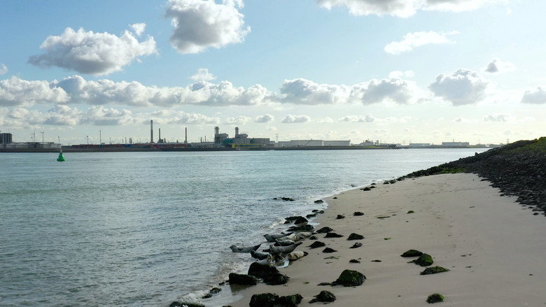 Wild Port of Europe backdrop 2
