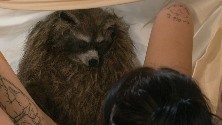 Crackcoon backdrop 3