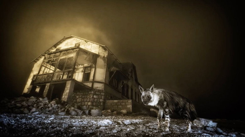 Hyena in the Moonlight: The Secrets of Wildlife Photography