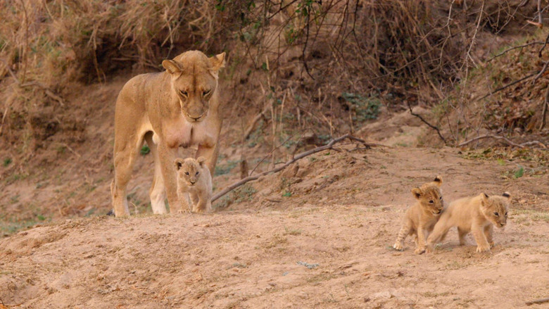 Africa's Hunters backdrop 3