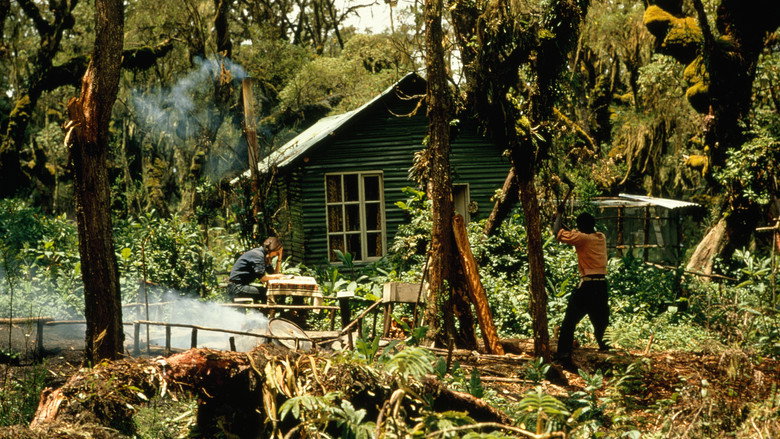 Dian Fossey: Secrets in the Mist backdrop 8