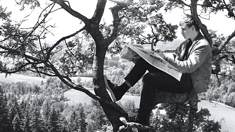 The Boy in the Tree backdrop 3