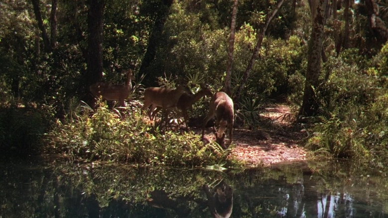 The Yearling backdrop 5