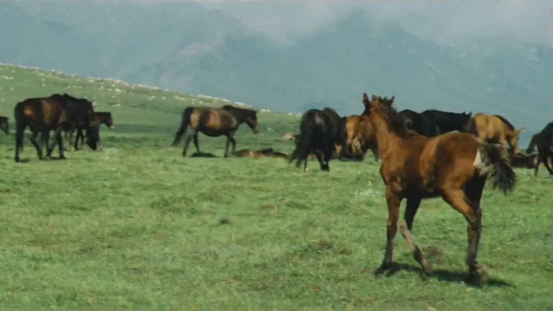 The Herdsman backdrop 5