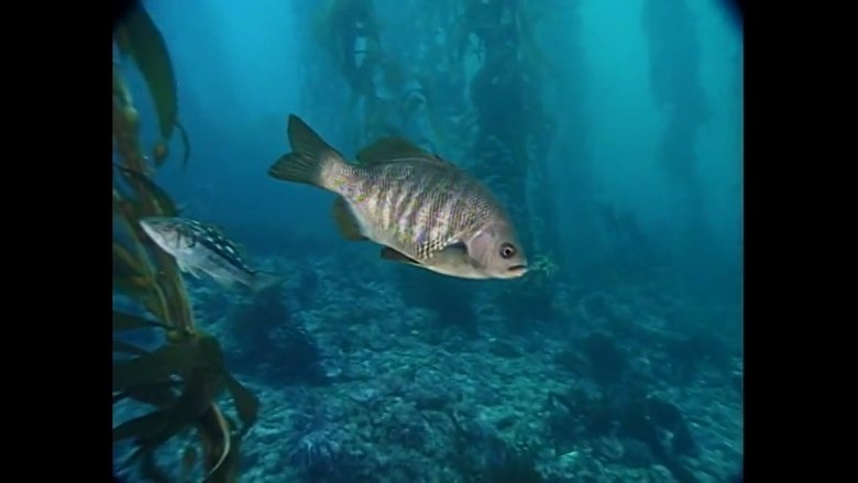 The Kelp Forest