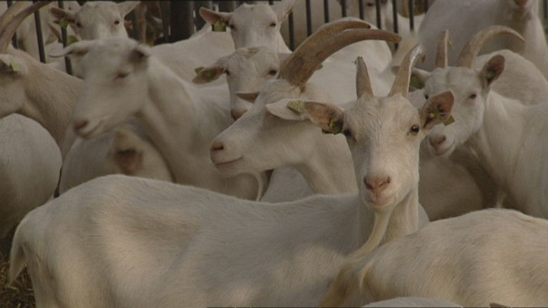 De Q-koorts epidemie