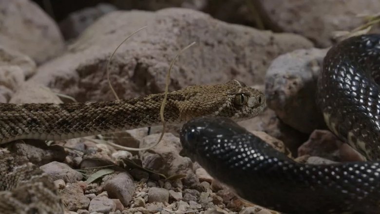World's Deadliest: Super Snakes