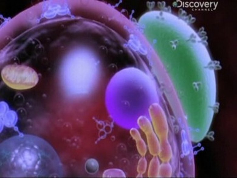 Killer Germs