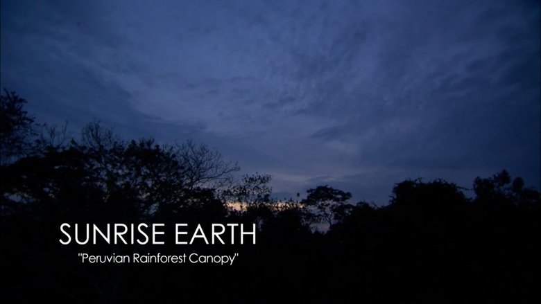Peruvian Rainforest Canopy