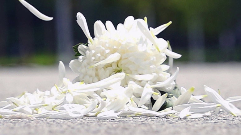 Blooming over the line backdrop 6