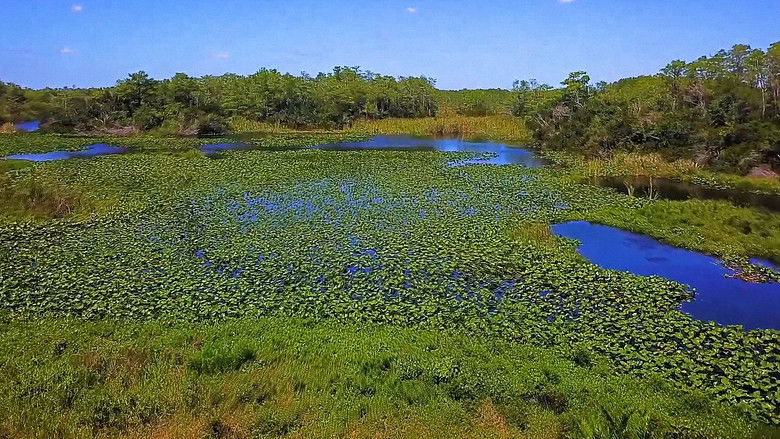 Everglades