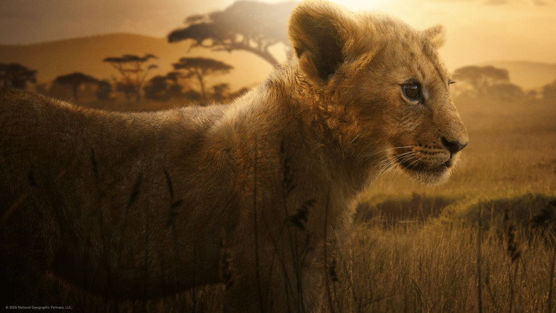 LION backdrop 6