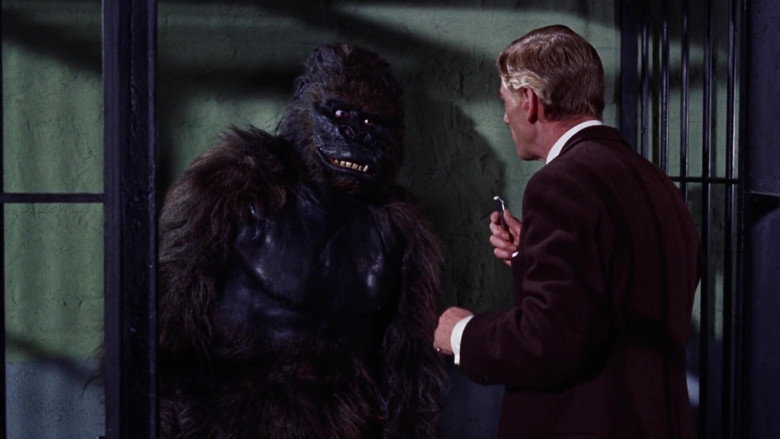 Konga backdrop 8