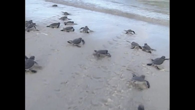 Sea Turtles