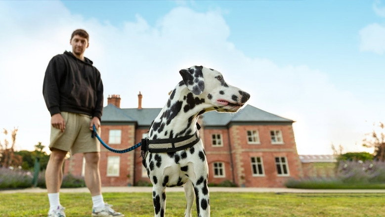 Bad Dog Academy backdrop 6