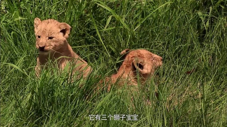 If I Were a Brown Bear