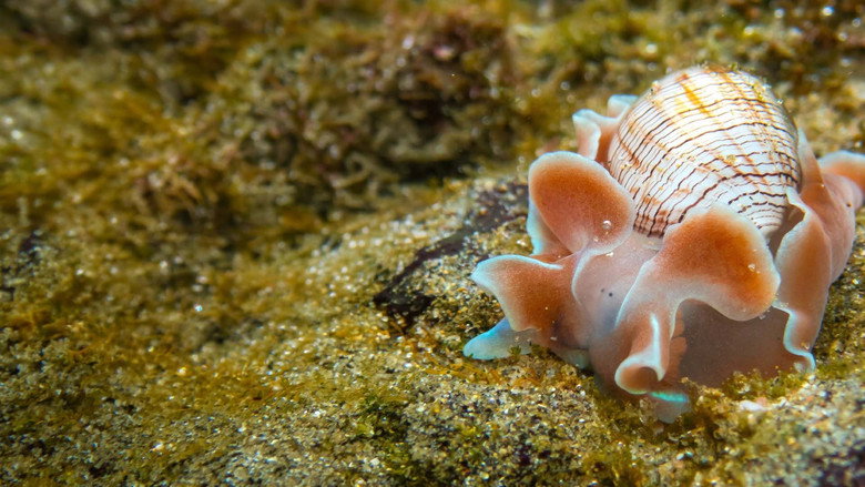 Shells: Shaped by Nature backdrop 3