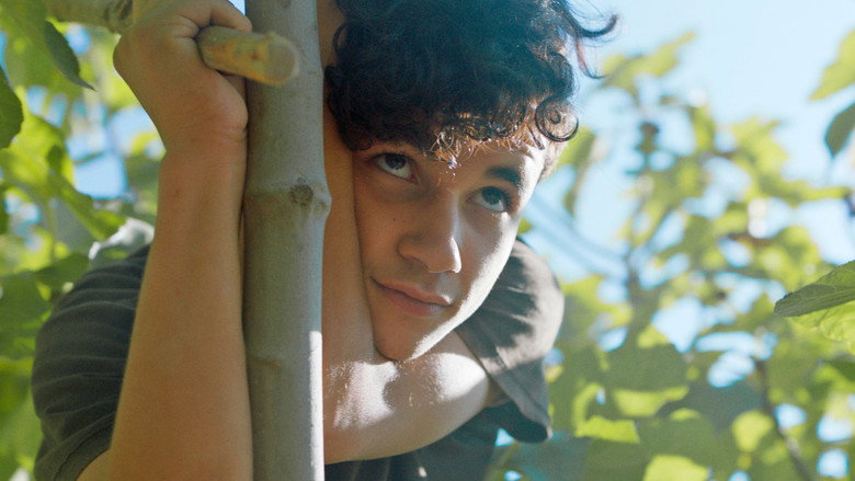 Under the Fig Trees backdrop 3