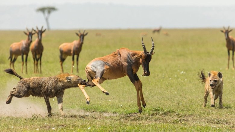 The Hyena Clan