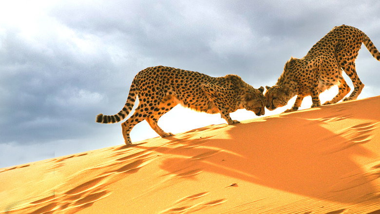 Big Cats: An Amazing Animal Family backdrop 2