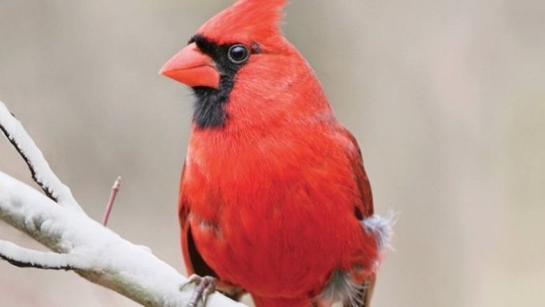 Birding Basics: Bird Origins and Taxonomy
