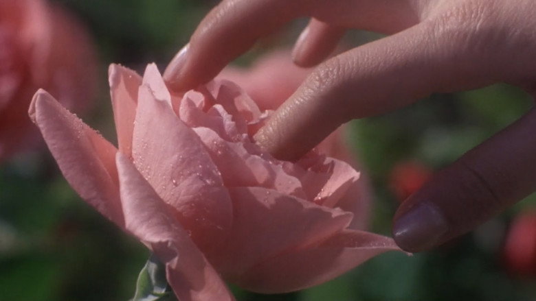 Rose and Whip backdrop 4