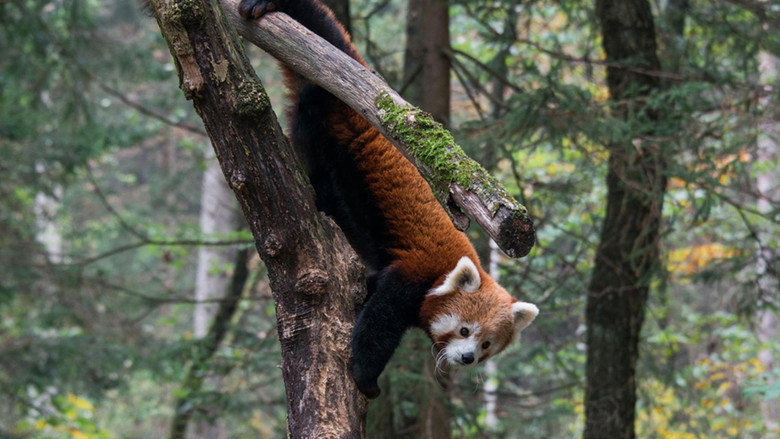Red Panda: World's Cutest Animal backdrop 2