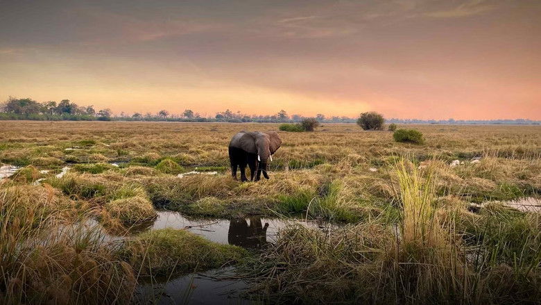 Kaza: The Last Refuge of Elephants