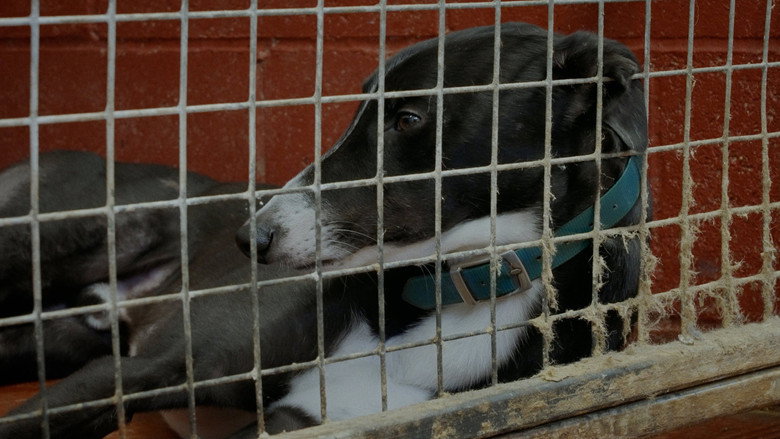 Going to the Dogs backdrop 2