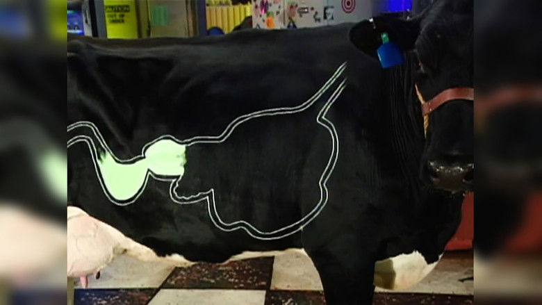 Momentum, Beakmania & Cows