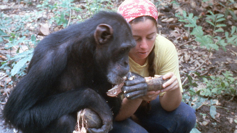 Lucy the Human Chimp backdrop 6
