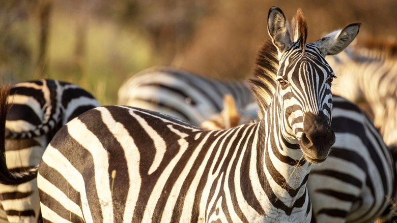 Incredible Animal Journeys backdrop 6