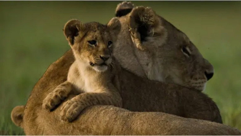The Last Lions backdrop 4