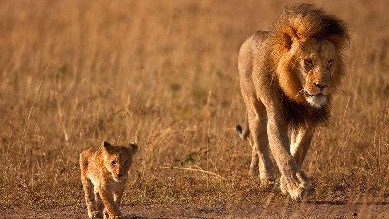 Africa's Hunters backdrop 4