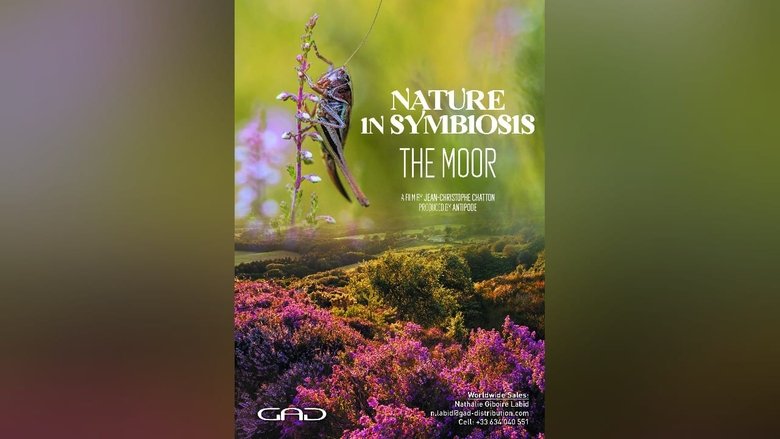 The Moor