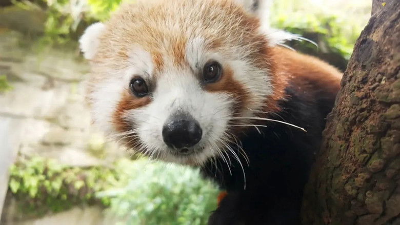 Red Panda-Monium