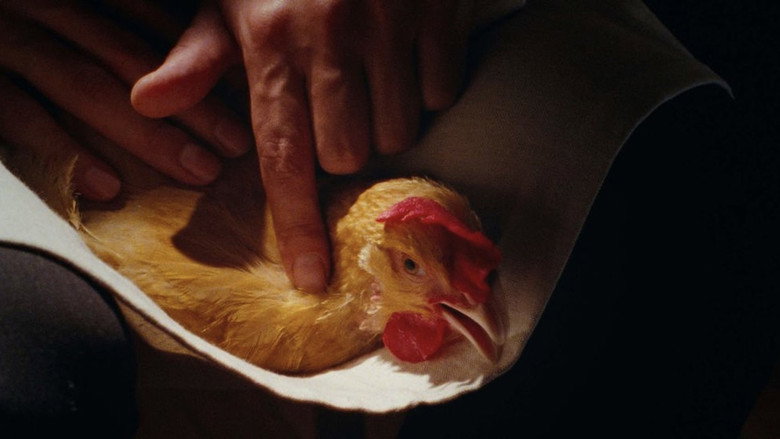 The Chicken backdrop 2