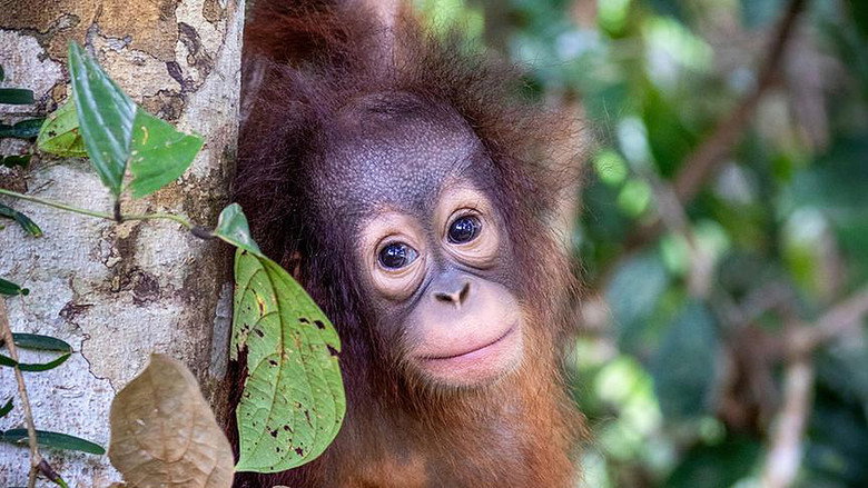 Orang Utans - Keepers of the Jungle backdrop 8