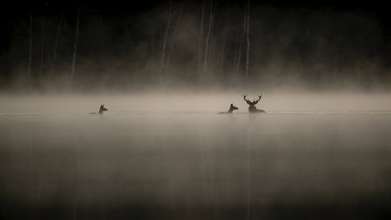 Whispers in the Woods backdrop 2