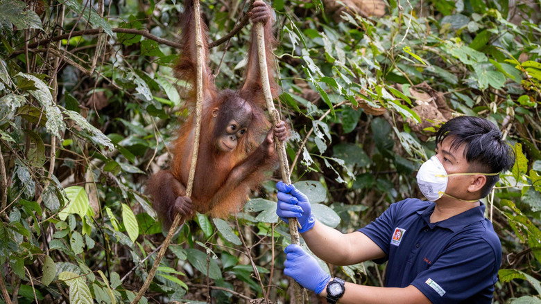 Orang Utans - Keepers of the Jungle backdrop 6